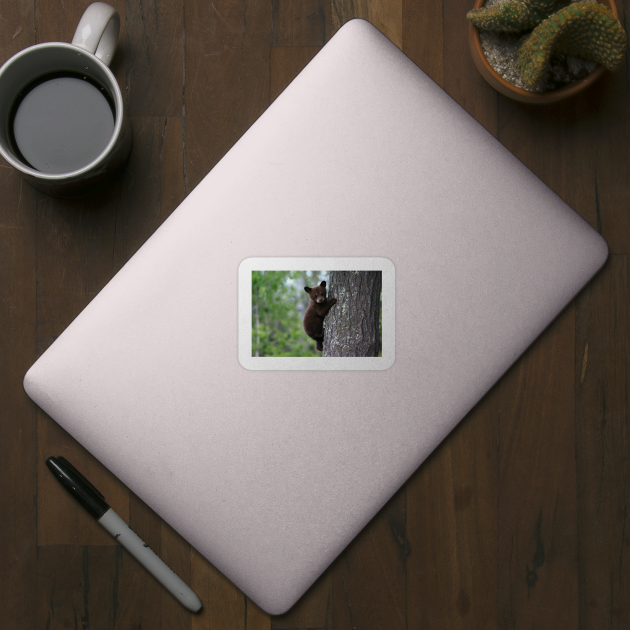 Black Bear Cub Climbing a Tree by Bravuramedia